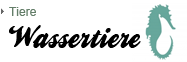 wassertiere-zum-aufbuegeln