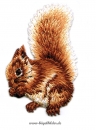 Aufbügler "Eichhörnchen" 2